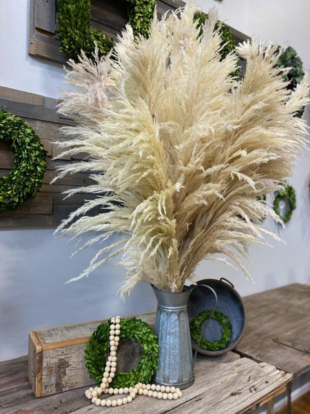 PAMPAS GRASS by Luxe B Pampas Grass 2024 4ft Type 8 Natural