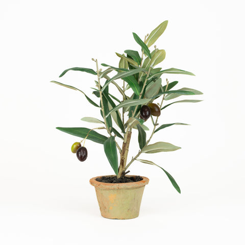 Olive Leaf Tree - 12 Inch