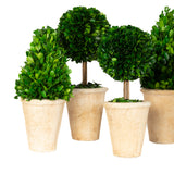 Preserved Boxwood Topiary Assortment - 6 Pieces