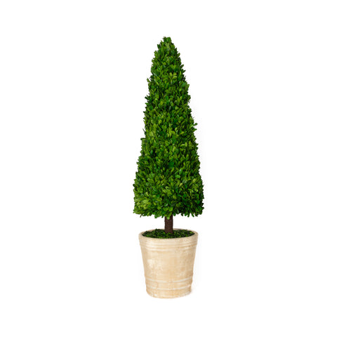 Preserved Boxwood Topiary Cone - 43 Inch