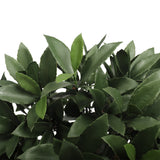 UV Bay Laurel Ball Tree - 36 Inch