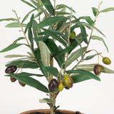 Olive Leaf Tree - 16 Inch