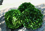 Preserved Boxwood Ball - 6 Inch