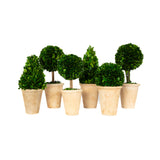 Preserved Boxwood Topiary Assortment - 6 Pieces