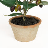 Olive Leaf Tree - 16 Inch