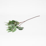 Mixed Seeded Eucalyptus Stem - 32 Inch - 3 Stems