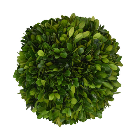 Preserved Boxwood Ball - 6 Inch