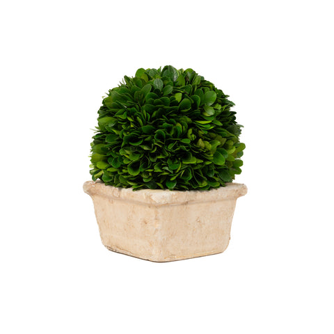 Preserved Boxwood Ball In Square Pot - 8 Inch