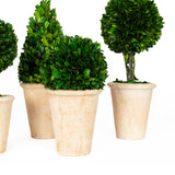 Preserved Boxwood Topiary Assortment - 6 Pieces