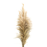 Pampas Grass - Natural - 6 Stem Bunch