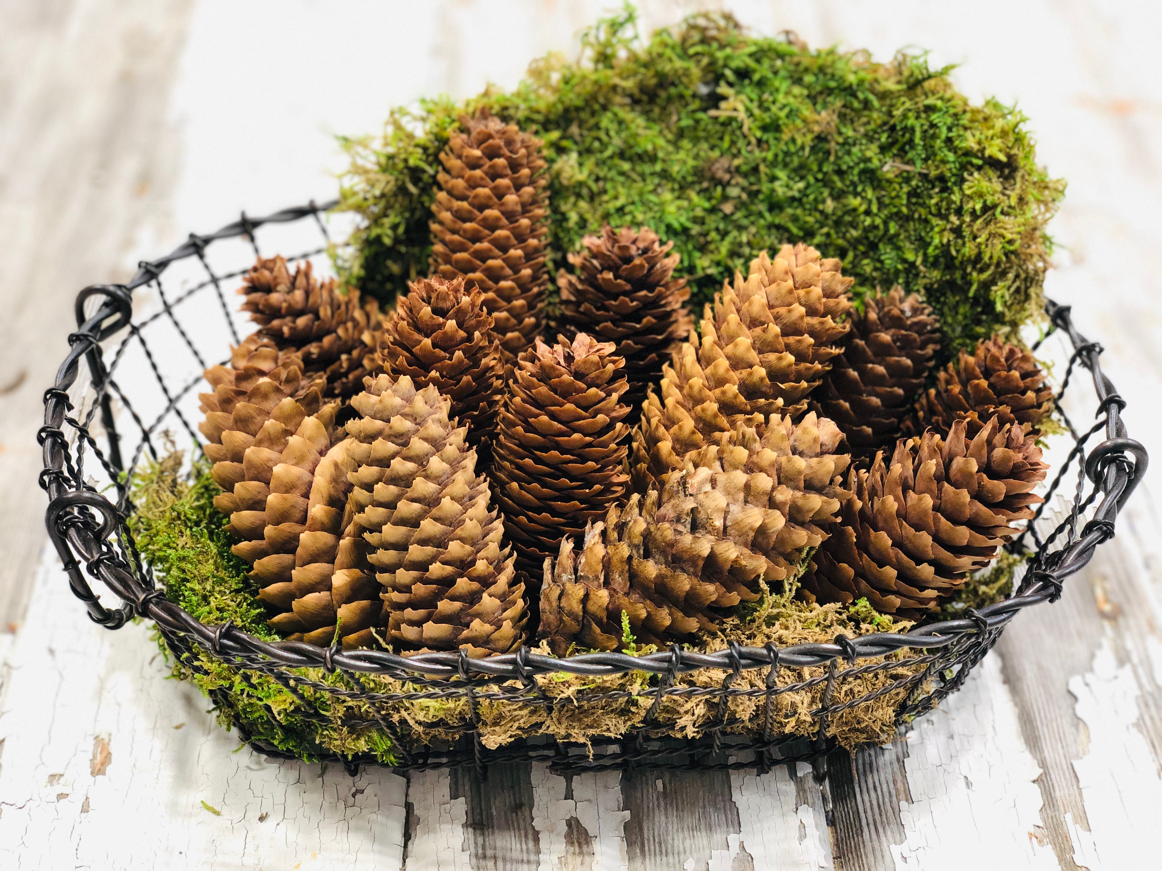 2.5 Pine Cone on Pick: Natural Finish (Bag of 50)