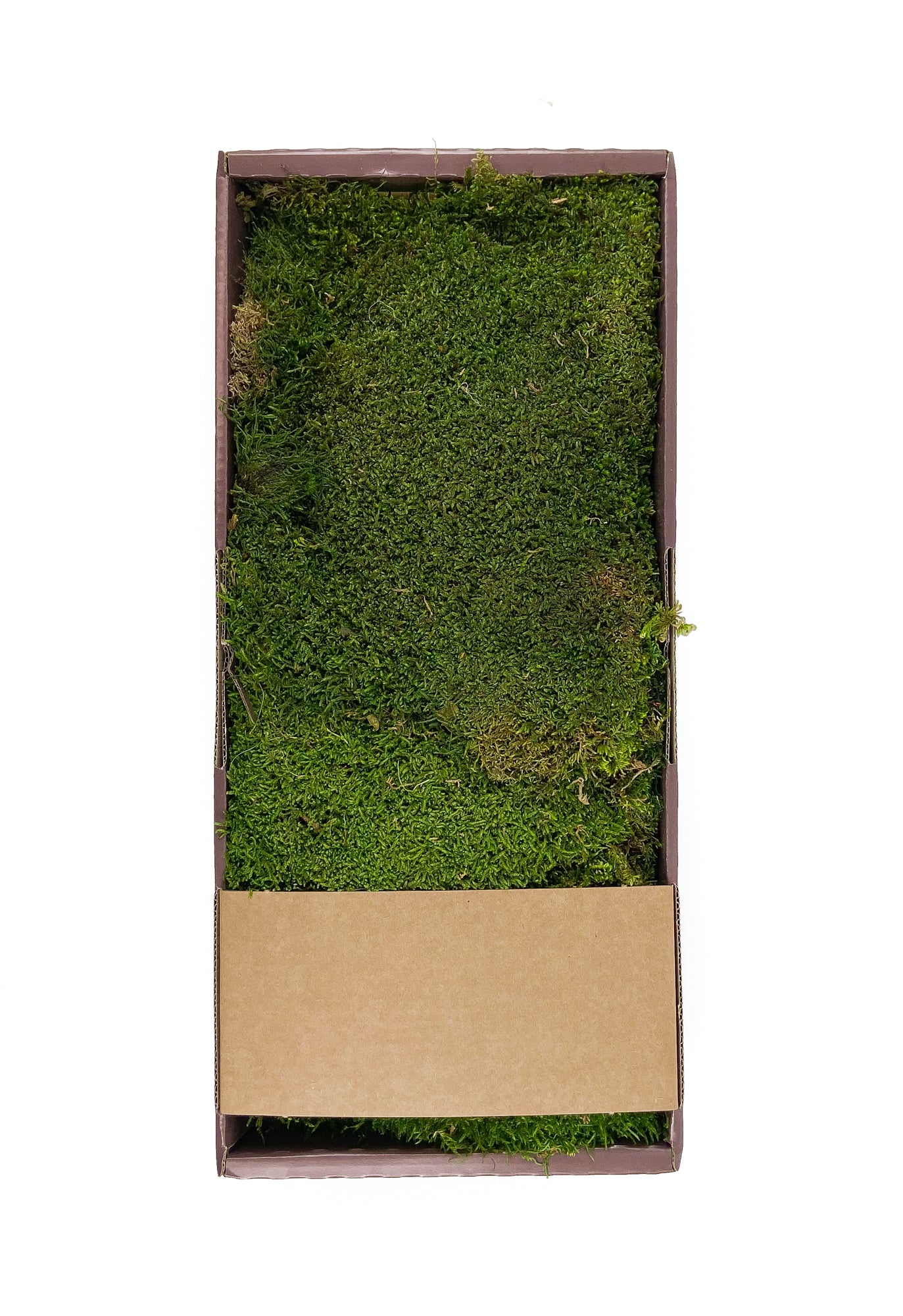 whole sale - Perfect sheet moss! Full sun to Partial shade replace you –  Mosswholesale