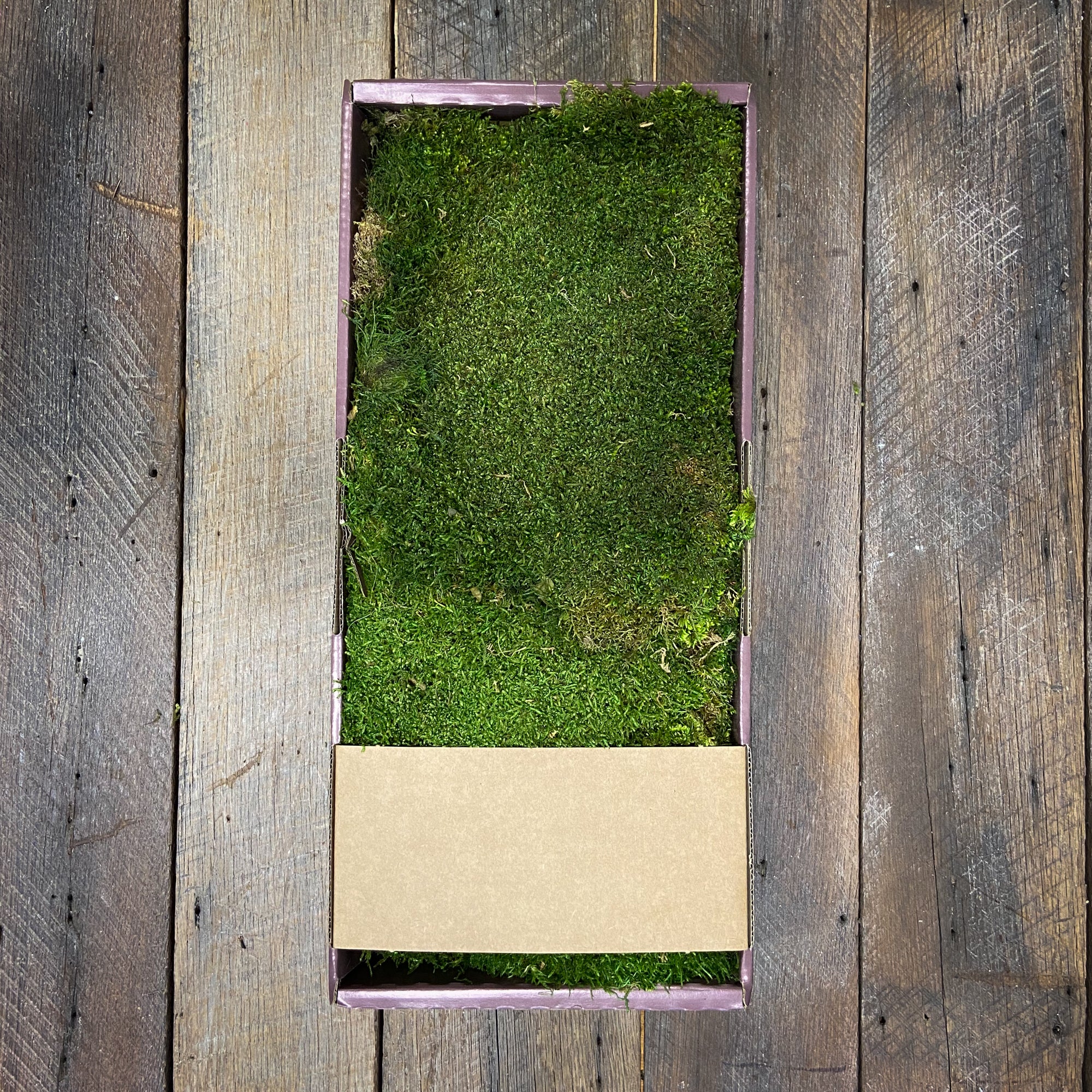 Green Moss Balls - Preserved Sheet Moss - 4 Inch – Bella Marie