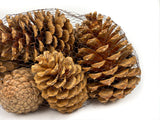 Pine Cone Martima - Bleached - 12 Pieces
