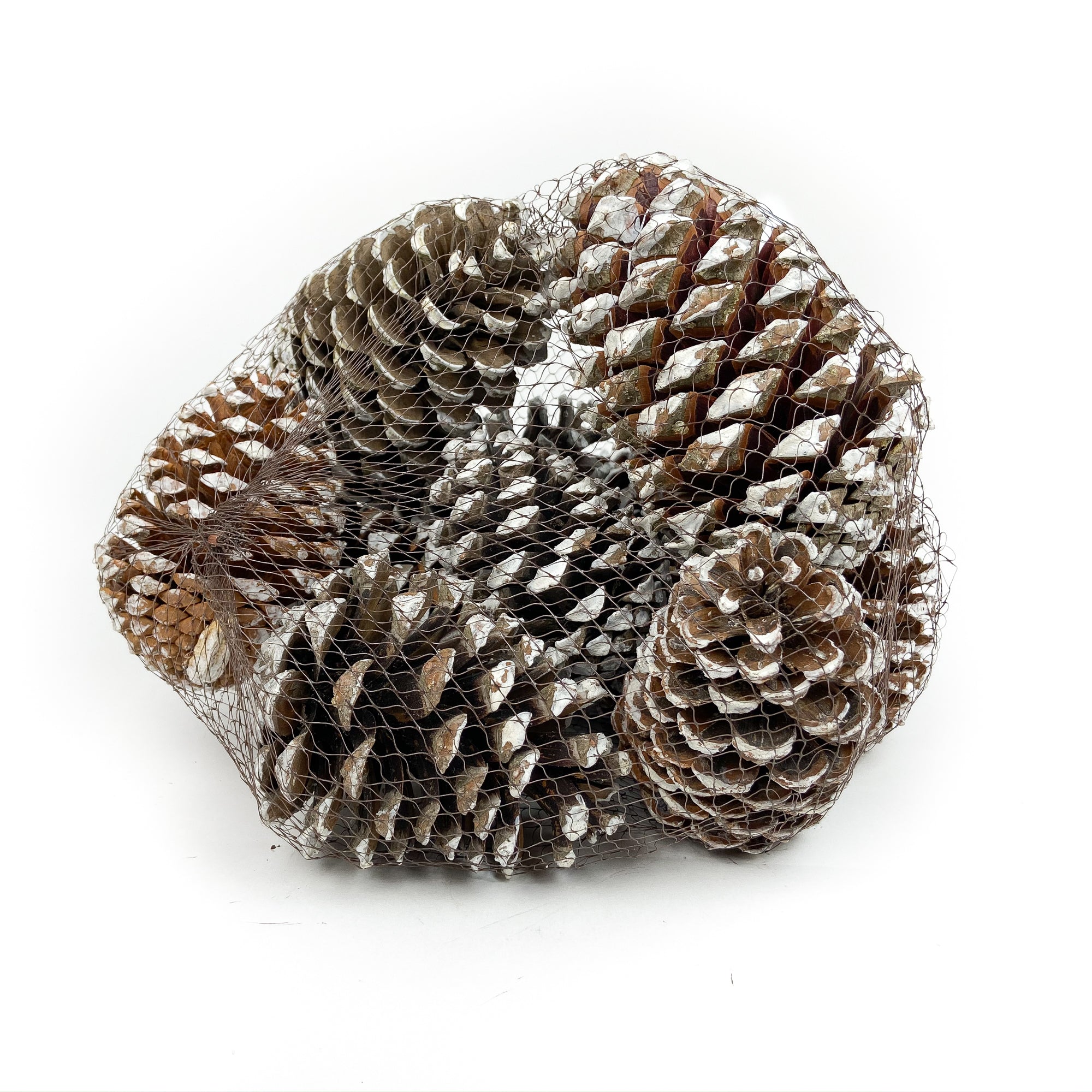 Pine Cone Natural - Spruce - 12 Pieces – Bella Marie